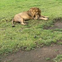 Wild Jeff Safaris Tanzania's Photo