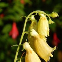 BECHON Pierre的照片