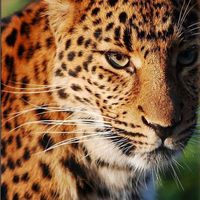 Gabriel Popa's Photo