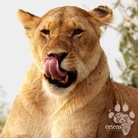 J Moh Mwangi的照片