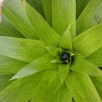 Nicolas Jujinovich's Photo