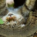 Morning Walk In Lange Erlen Park's picture