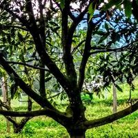 Manizalita Delalma's Photo