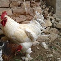 Fotos de Mohammad Ruhy