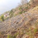 Walnut plantation In Baglung 's picture