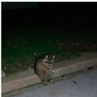 Corey Dextrometorfano的照片