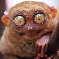 Clara Tarsier's Photo