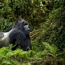 4 days Gorilla Trekking in Uganda's picture