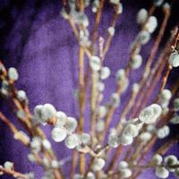 Angela Bowes's Photo