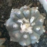 Guadalupe Lara的照片