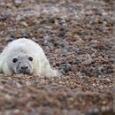 E&S COUCH 🛋️ CRASH - SUFFOLK's picture