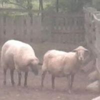 Sviatoslav Zaika的照片