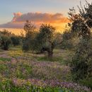 Photo de l'événement Hiking In Jenin/ Nablus.