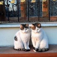 Mesut Bayrak's Photo