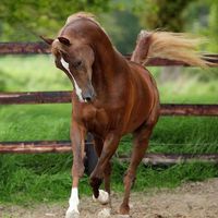 Anne-Sophie Collet的照片