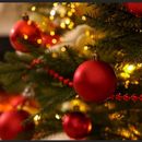 Christmas Party With Locals's picture