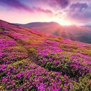 Valley Of Flowers Trek In Heaven 's picture