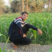 mohammad reza hasani的照片