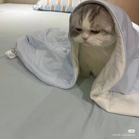 Saba Roozitalab的照片