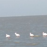 Fotos de Dhaval Vayeda