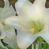 Juli Thompson's Photo