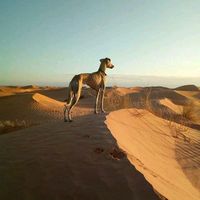 رابح رابح's Photo