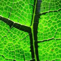 Photos de Mahuida Catrileo