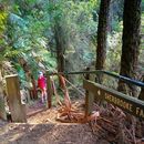 Dandenong ranges hike's picture