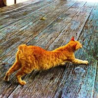 Michael Hartomo's Photo