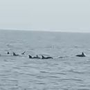 Dolphin Watching's picture