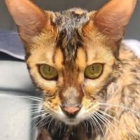 Daniel Kanevsky的照片