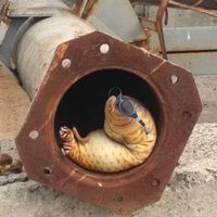 Maliha The Fish's Photo