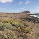 Beers on nudist beach La Tejita 's picture