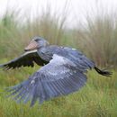 Shoebill Watching 's picture