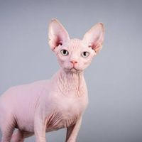 Rafi Febriansyah的照片