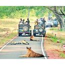 Tadoba Jungle Safari's picture