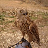 Mancapule Opordace's Photo