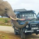 Amboseli to Tsavo Safari 's picture