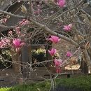 250 Yrs Celebration 's picture