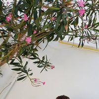 Vasiliki Failadi's Photo