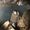 Giovanni Gonzaga's Photo