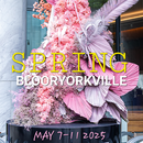 🪻Fleurs de Villes SPRING Bloor-Yorkville🌷's picture