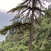 Himani  Singh的照片