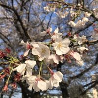 Anna Wakuri的照片