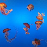 Ludo Williams的照片