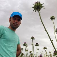 Ebrahim Mirzaei的照片