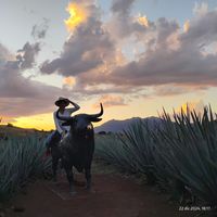 Yess Lombardii的照片