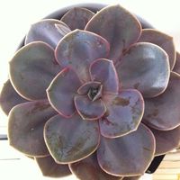 Anouk Manon的照片