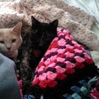 Natalie Chevalier's Photo