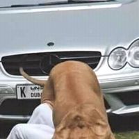 Mostafa Mostafa's Photo